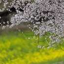 林芝旅游 缩略图 11