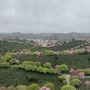龙岩旅游 缩略图 1