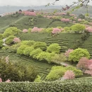 龙岩旅游 缩略图 4