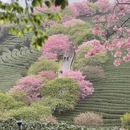 龙岩旅游 缩略图 8