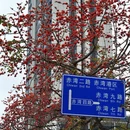 深圳旅游 缩略图 3