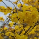 深圳旅游 缩略图 7