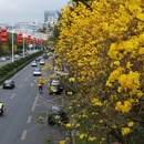 深圳旅游 缩略图 6