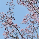 杭州旅游 缩略图 12