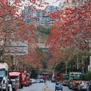 深圳旅游 缩略图 2