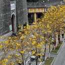深圳旅游 缩略图 11