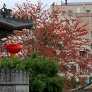 深圳旅游 缩略图 9
