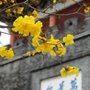 深圳旅游 缩略图 10