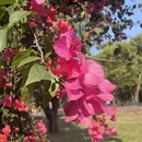 深圳旅游 缩略图 4