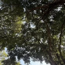 深圳旅游 缩略图 1