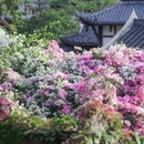 深圳旅游 缩略图 2