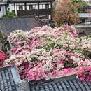 深圳旅游 缩略图 6