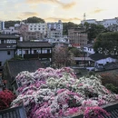 深圳旅游 缩略图 4