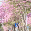深圳旅游 缩略图 4