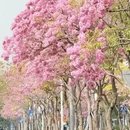 深圳旅游 缩略图 6