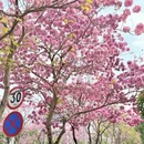 深圳旅游 缩略图 8
