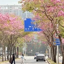 深圳旅游 缩略图 15
