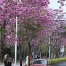 深圳旅游 缩略图 16