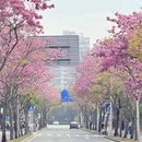 深圳旅游 缩略图 12