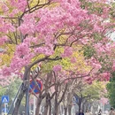 深圳旅游 缩略图 9