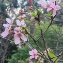 广州旅游 缩略图 4
