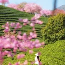 龙岩旅游 缩略图 1