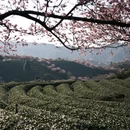 龙岩旅游 缩略图 5