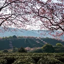 龙岩旅游 缩略图 6