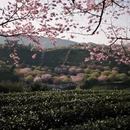 龙岩旅游 缩略图 9