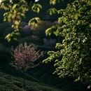 龙岩旅游 缩略图 10