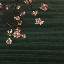 龙岩旅游 缩略图 15
