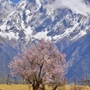 林芝旅游 缩略图 1