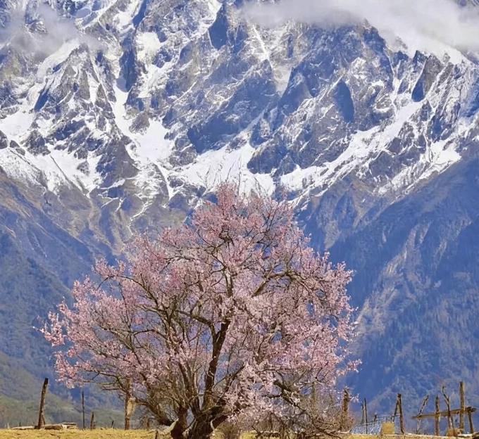 林芝旅游 1