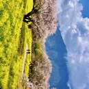 林芝旅游 缩略图 2