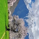 林芝旅游 缩略图 7