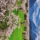 林芝旅游 缩略图 8