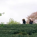 龙岩旅游 缩略图 3