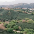 龙岩旅游 缩略图 4