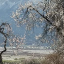 林芝旅游 缩略图 5