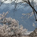林芝旅游 缩略图 1