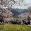 林芝旅游 缩略图 2