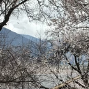 林芝旅游 缩略图 7