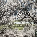 林芝旅游 缩略图 9