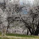 林芝旅游 缩略图 8