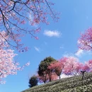 龙岩旅游 缩略图 6