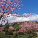 龙岩旅游 缩略图 18