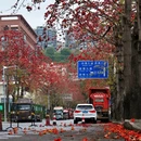深圳旅游 缩略图 1