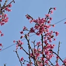 广州旅游 缩略图 7