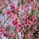 广州旅游 缩略图 5