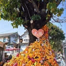 大理州旅游 缩略图 5
